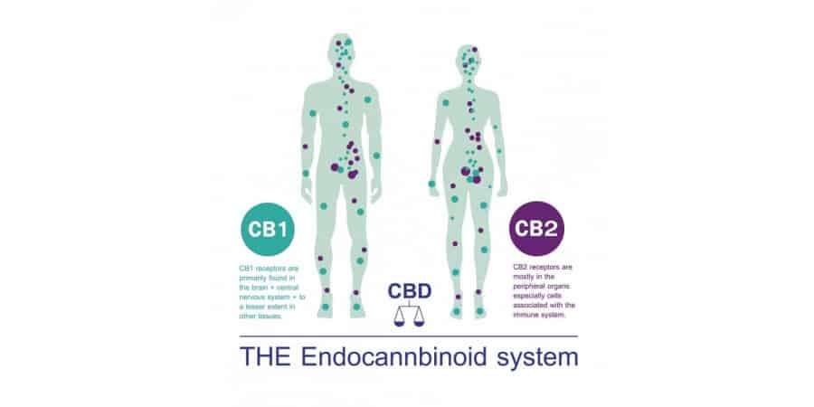 What do we know about CBD?