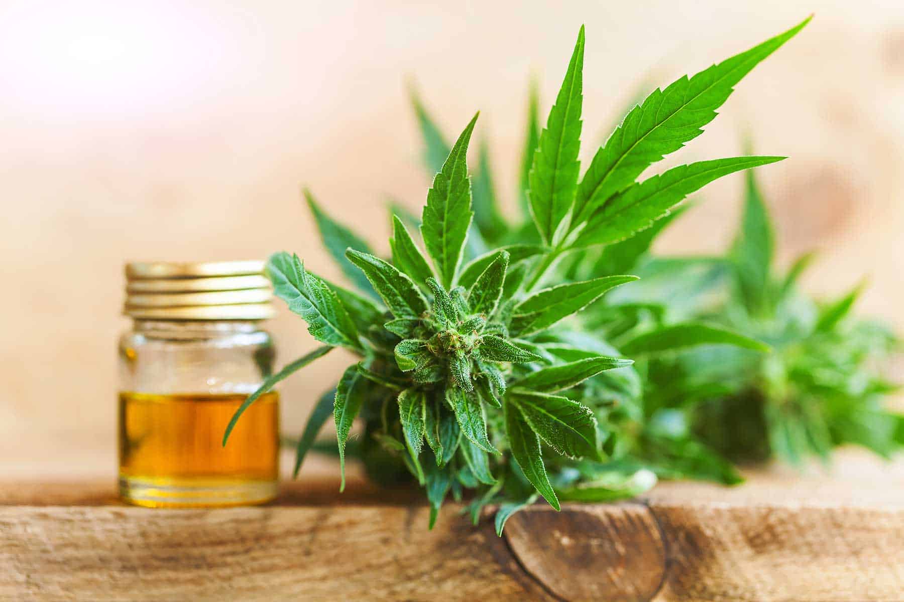 What is CBD Oil and How is it Different from Hemp Oil?