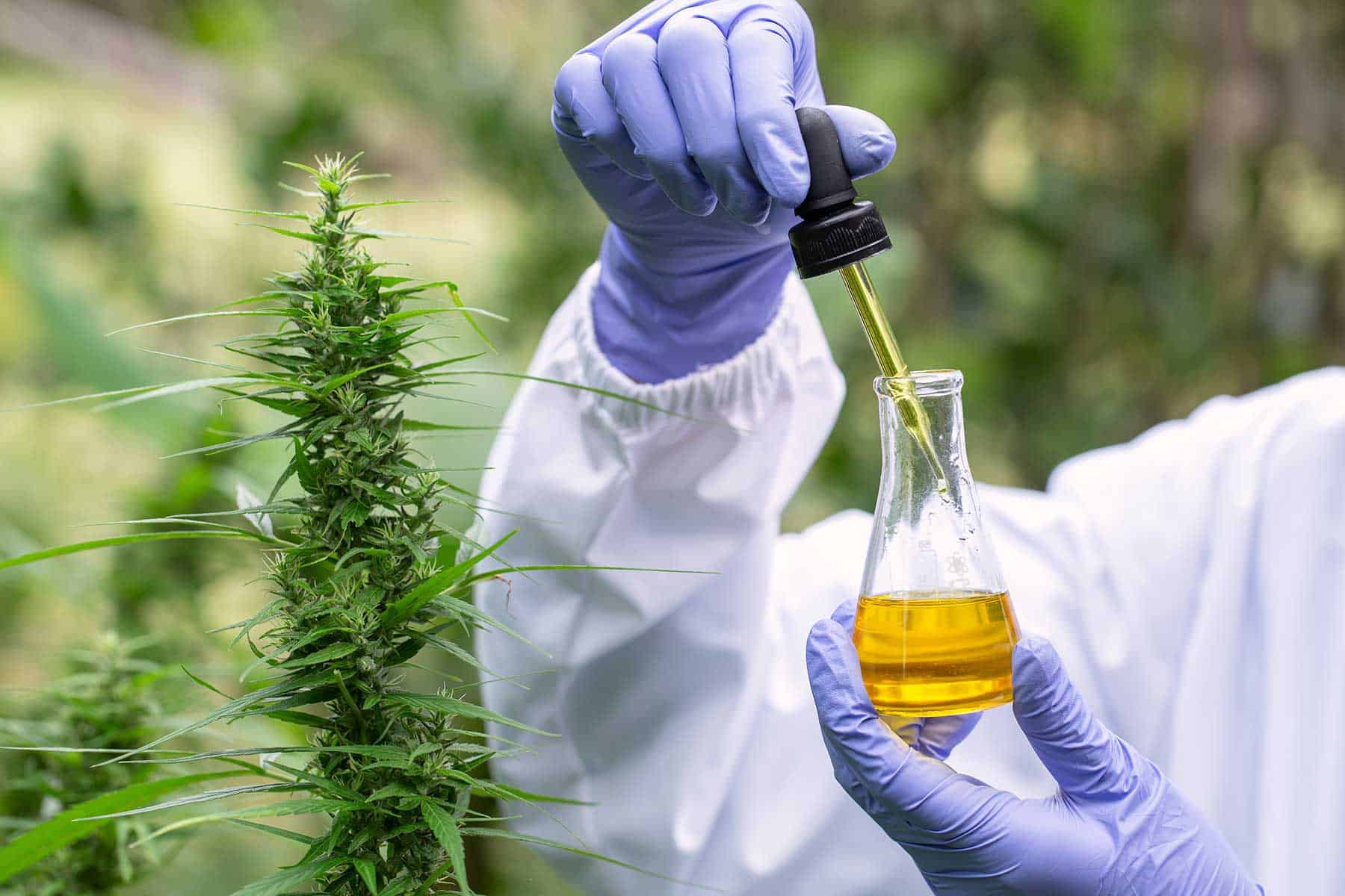 What is CBD Oil? Discover the Best Extraction Methods