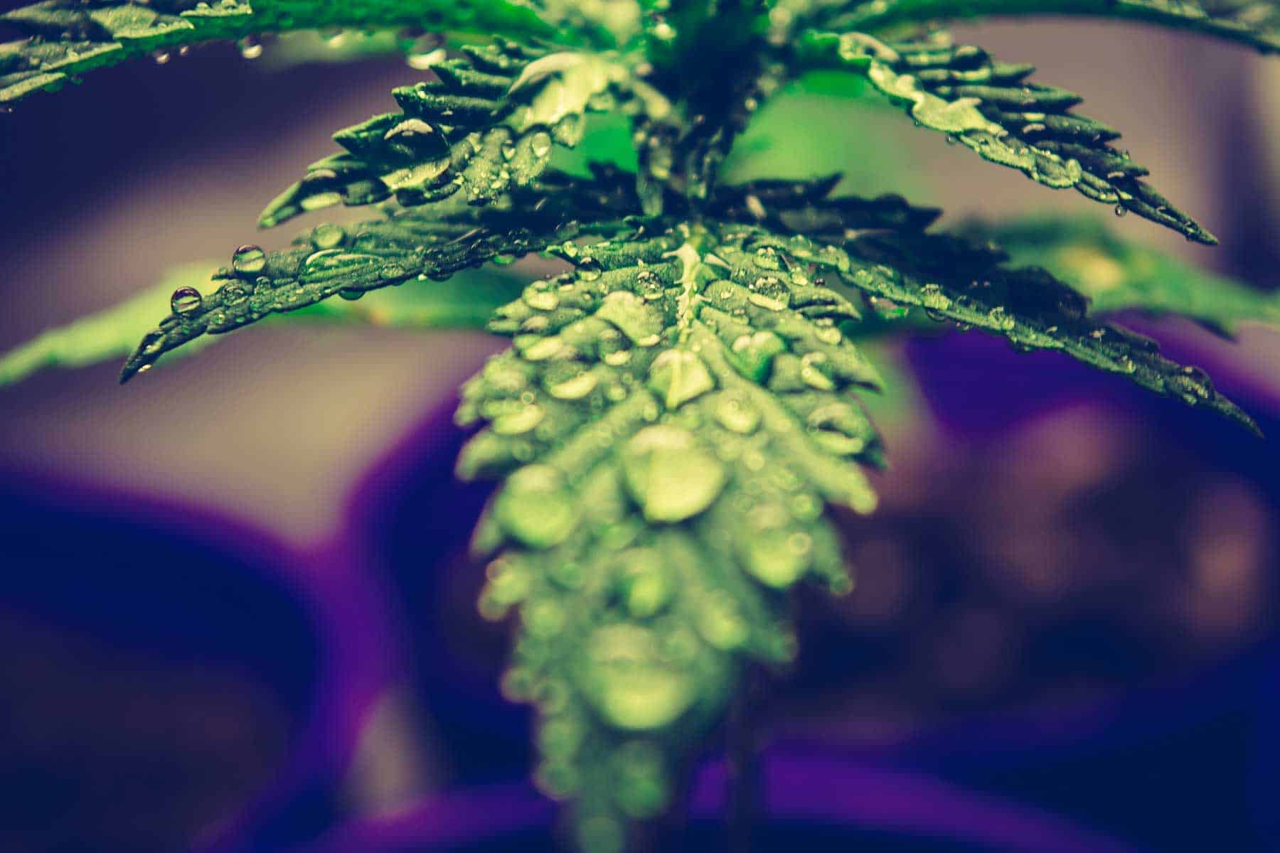 Microdosing Cannabis: A New Way of Medical Marijuana Consumption