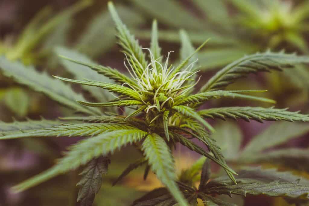 Cannabis in Medicine